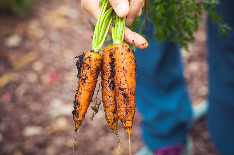 garden carrots freshly pulled from dirt